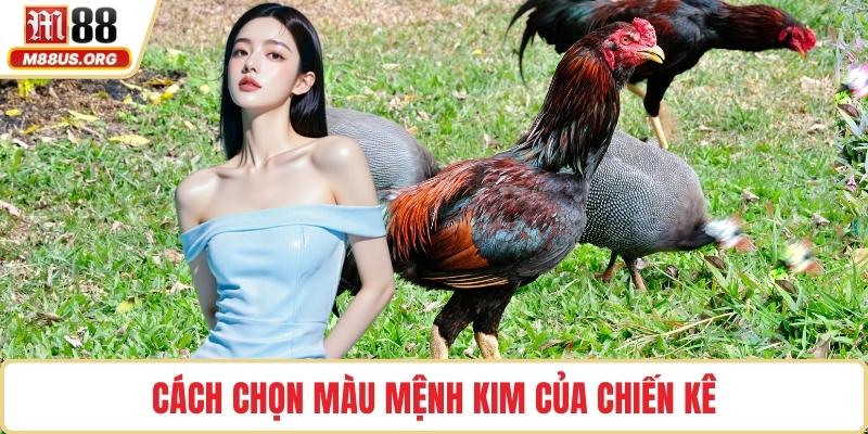 Cách chọn màu mệnh Kim của chiến kê