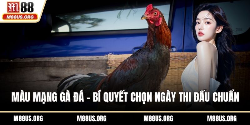 Màu mạng gà đá