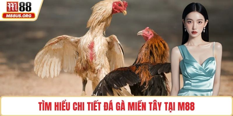 Tìm hiểu chi tiết đá gà miền Tây tại M88